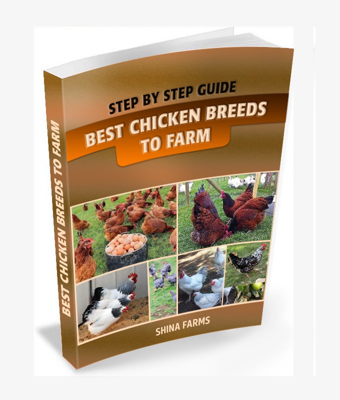 Best Chicken Breeds To Farm – Step by Step Guide | Shina Farms